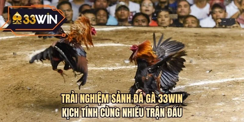 Trải nghiệm sảnh đá gà 33WIN kịch tính cùng nhiều trận đấu
